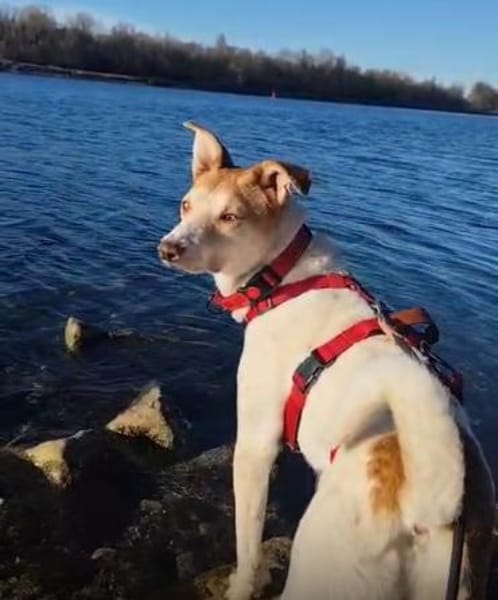 Arko - unser Sonnenschein sucht dich!