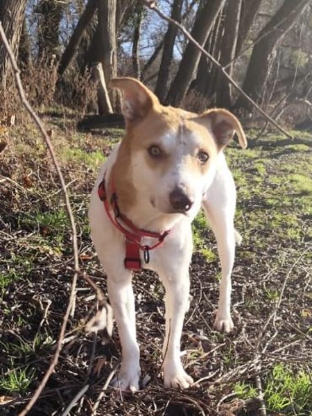 Arko - unser Sonnenschein sucht dich!