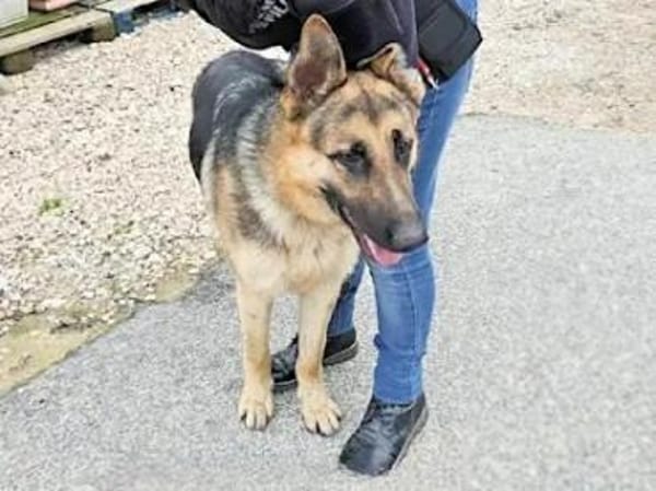 Bandito - ein Rohdiamant