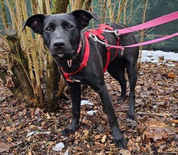 Priya wartet im Tierheim Sulzbach