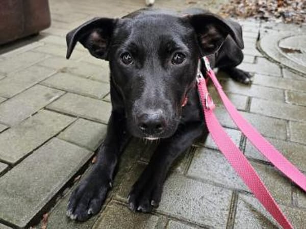 Priya wartet im Tierheim Sulzbach