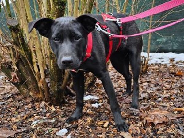 Priya wartet im Tierheim Sulzbach