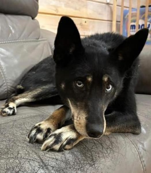 BAGHIRA - Besonderes Seelchen