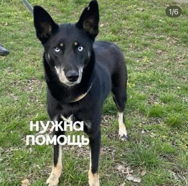 BAGHIRA - Besonderes Seelchen