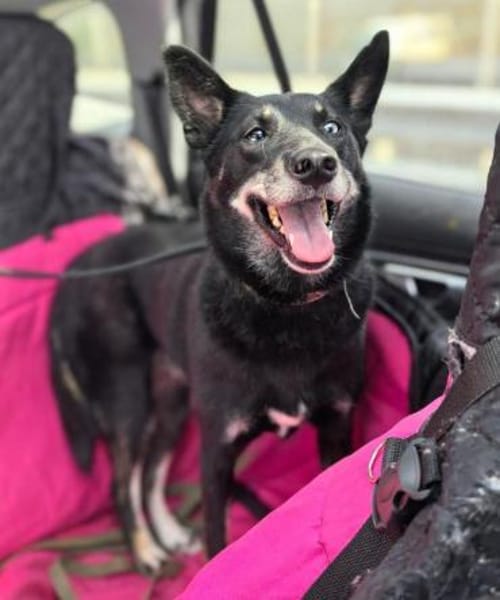 BAGHIRA - Besonderes Seelchen