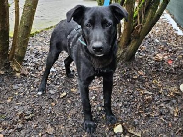 Pluto wartet im Tierheim Sulzbach