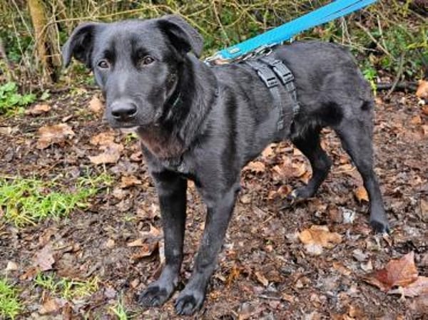 Pluto wartet im Tierheim Sulzbach