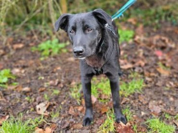 Pluto wartet im Tierheim Sulzbach