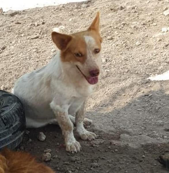 Winnie selbstbewusst und verschmußt