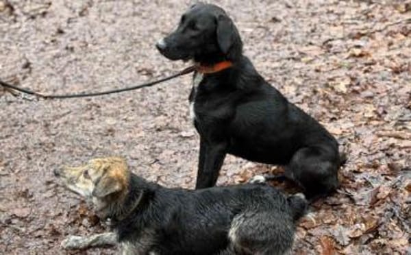 Laba möchte mit dir die Welt entdecken