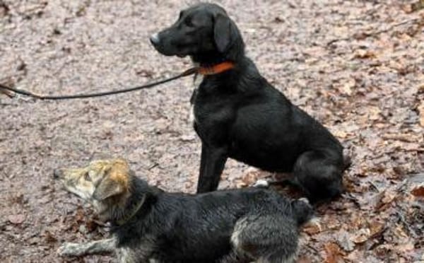 Laba möchte mit dir die Welt entdecken