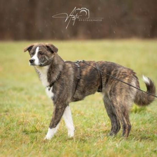 LLUNA -liebenswert & verspielt-