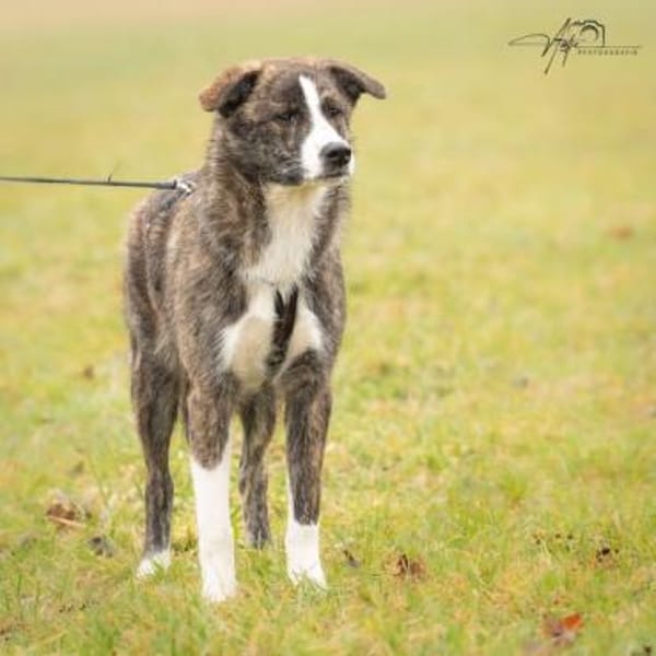 LLUNA -liebenswert & verspielt-