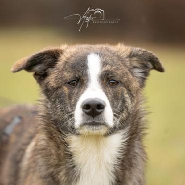 LLUNA -liebenswert & verspielt-