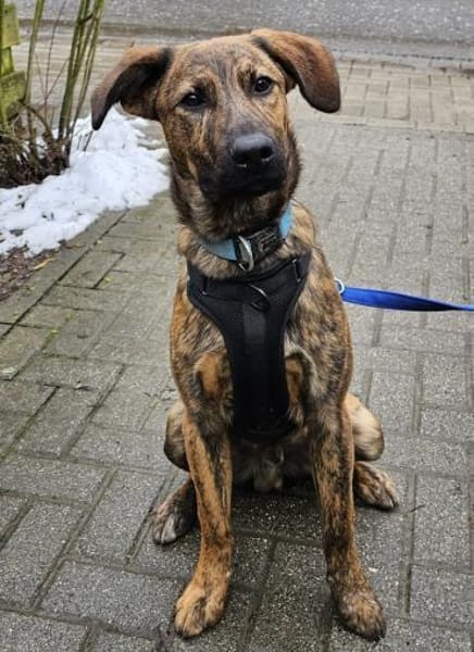 Woody wartet im Tierheim Sulzbach