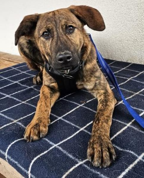 Woody wartet im Tierheim Sulzbach