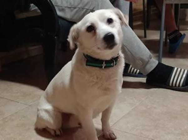 LUKI will bei dir Platz nehmen