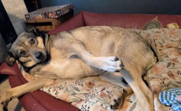 Mokka ist ein verschmuster Seelenhund!