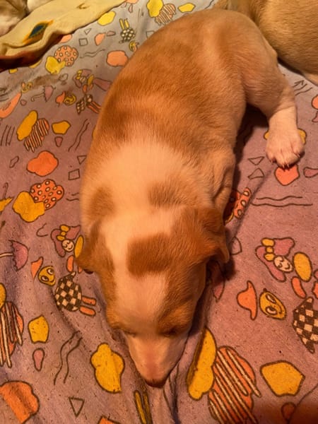 Adorables chiots podenco à réserver