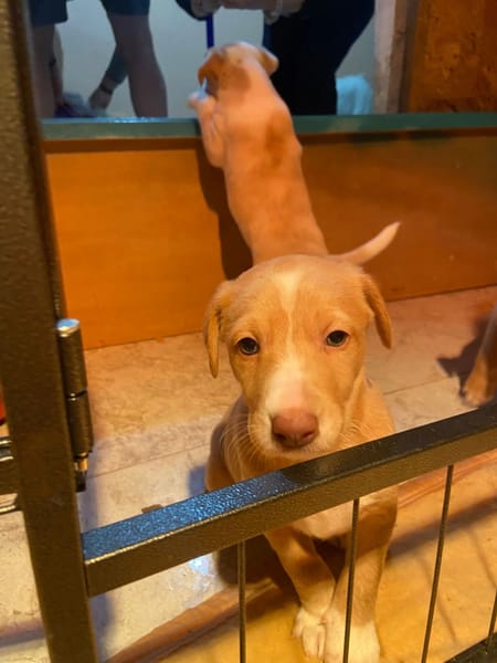 Adorables chiots podenco à réserver