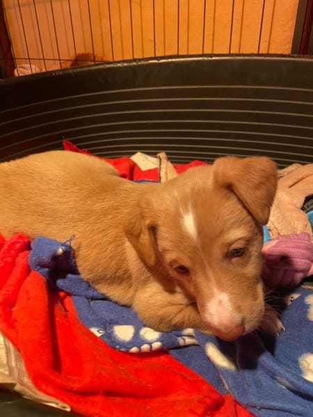 Adorables chiots podenco à réserver