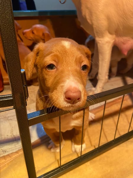 Adorables chiots podenco à réserver