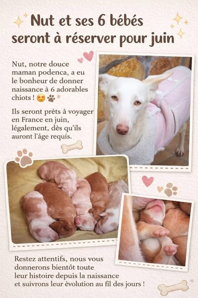 Adorables chiots podenco à réserver