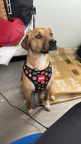 TREBOL 1 an, le compagnon idéal ! (ok chat)