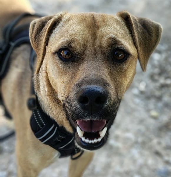 TREBOL 1 an, le compagnon idéal ! (ok chat)