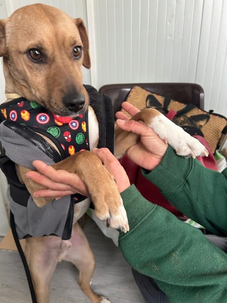 TREBOL 1 an, le compagnon idéal ! (ok chat)