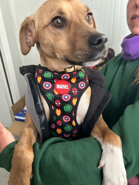 TREBOL 1 an, le compagnon idéal ! (ok chat)