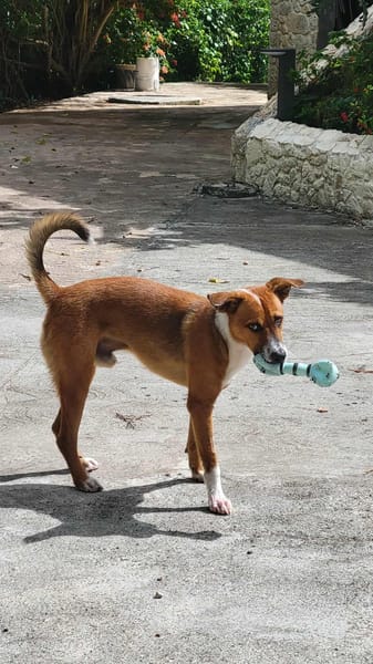 ALOKA le chouchou créole