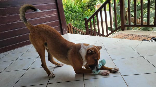 ALOKA le chouchou créole