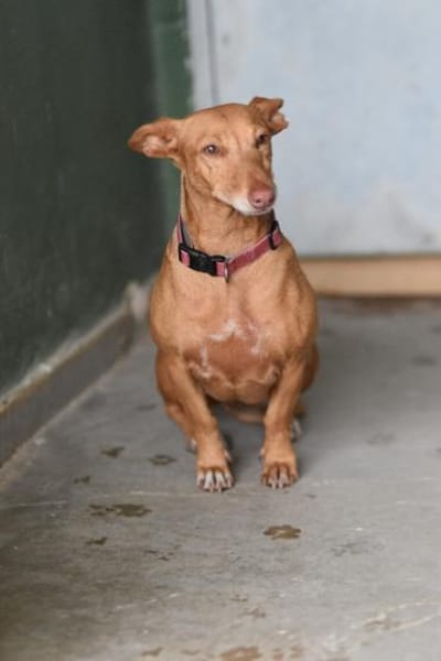 Kleine ängstliche Roxie sucht ihr Glück