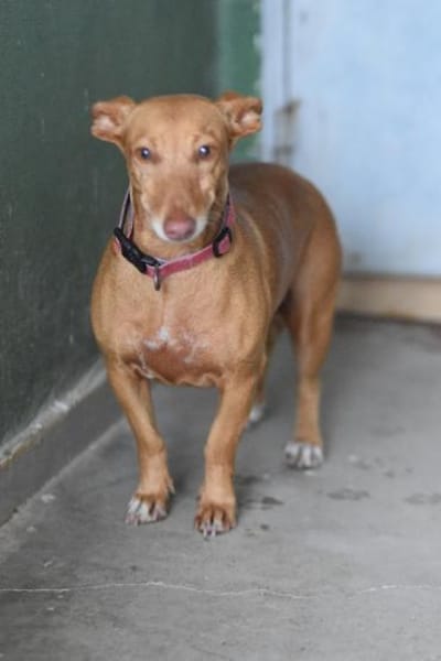 Kleine ängstliche Roxie sucht ihr Glück