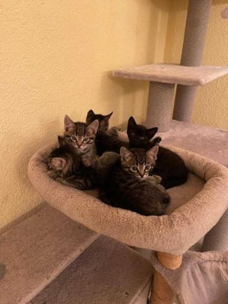 Oreo - kleiner Kater sucht happy home