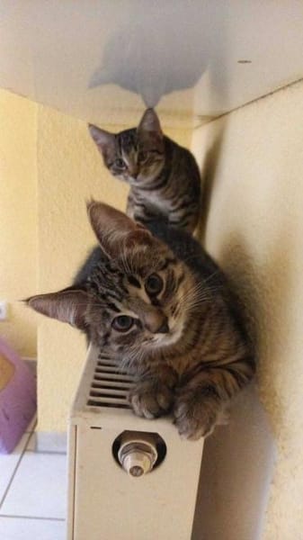 Oreo - kleiner Kater sucht happy home