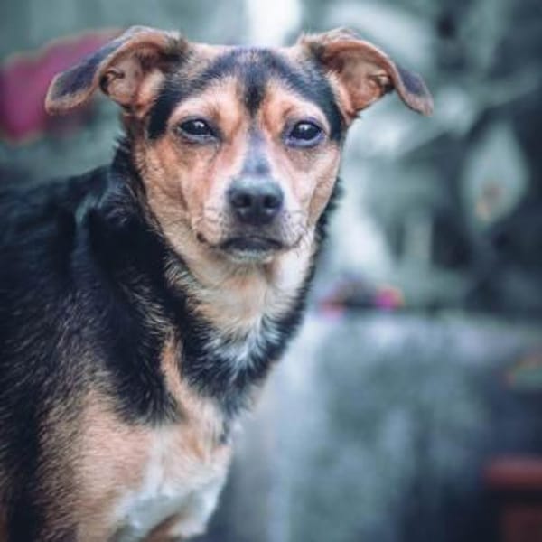 Cosa sucht ein Zuhause für immer....