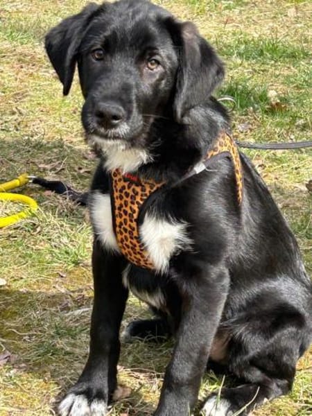 Hans ein toller Labbymix