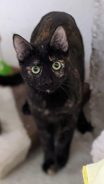 JESSY - kleine Seele die still leidet!