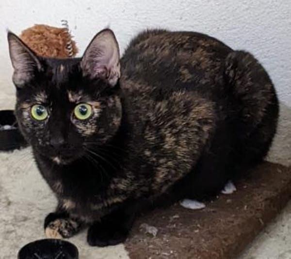 JESSY - kleine Seele die still leidet!