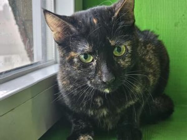 JESSY - kleine Seele die still leidet!