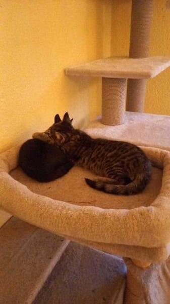 Kleine black beauty Inara