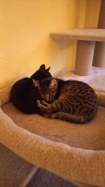 Kleine black beauty Inara