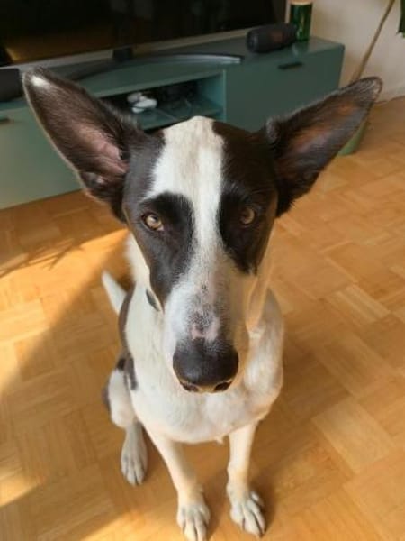 Balerion hätte so gerne ein Zuhause