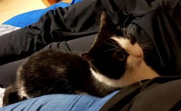 Sora & Kayda - Vermittlungshilfe !!!