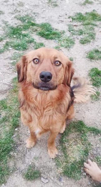 Golden Retriever Mix Niko