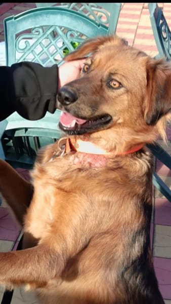 Golden Retriever Mix Niko