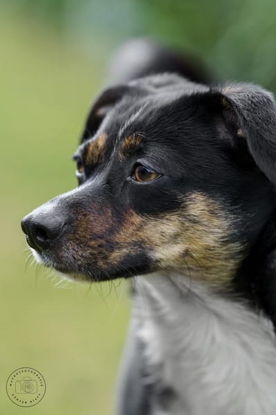 Glenni - Die Aufgeweckte