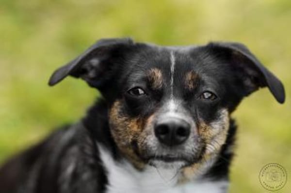 Glenni - Die Aufgeweckte